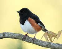 Eastern Towhee Pipilo erythrophthalmus