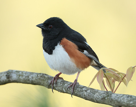 Eastern Towhee Pipilo erythrophthalmus