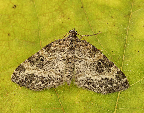 70.199 BF1882 Small Seraphim Pterapherapteryx sexalata
