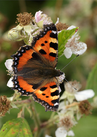 Small Tortoiseshell Aglais urticae