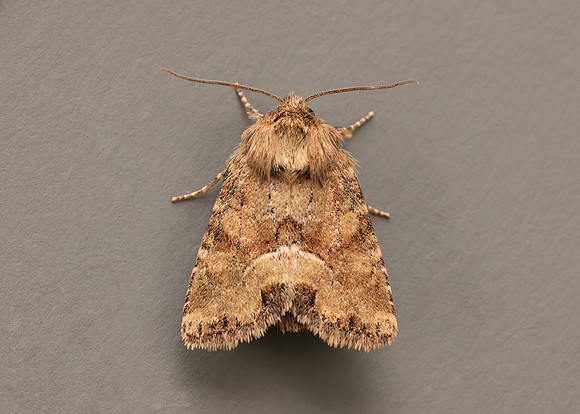 73.176 BF2340 Middle-barred Minor Oligia fasciuncula