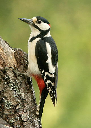 Great Spotted Woodpecker Dendrocopus major