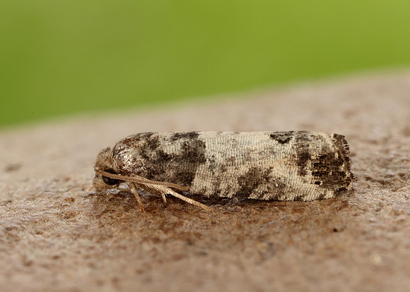 49.224 BF1205 Spilonota ocellana