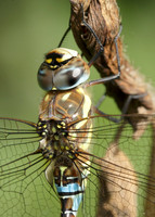 Migrant Hawker Aeshna mixta