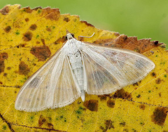 63.048 BF1408 Palpita vitrealis