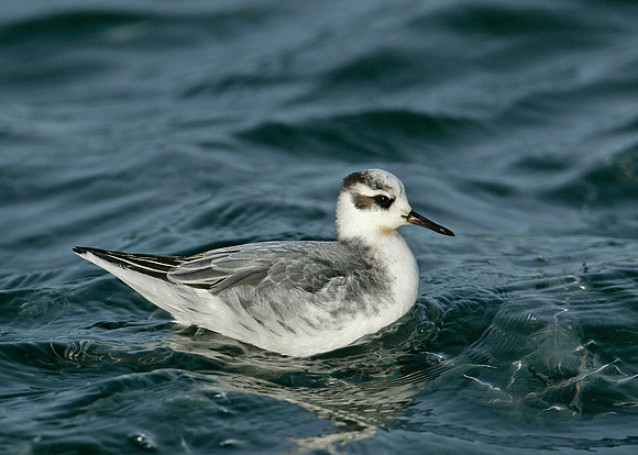Grey Phalarope Phalaropus fulicarius