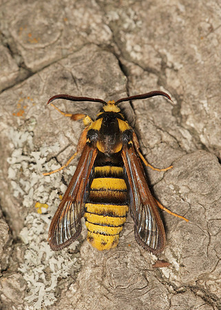 52.002 BF0370 Hornet Moth Sesia apiformis