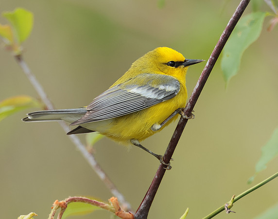Blue-winged Warbler Vermivora cyanoptera