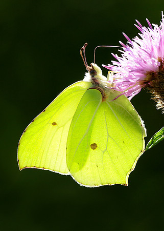 Brimstone Gonepteryx rhamni