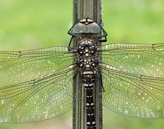 Common Hawker Aeshna juncea