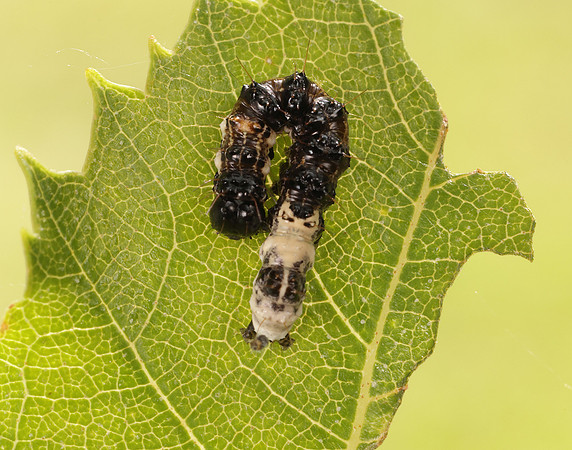 73.036 BF2281 Alder Moth Acronicta alni