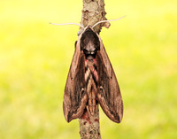 69.006 BF1976 Privet Hawk-moth Sphinx ligustri