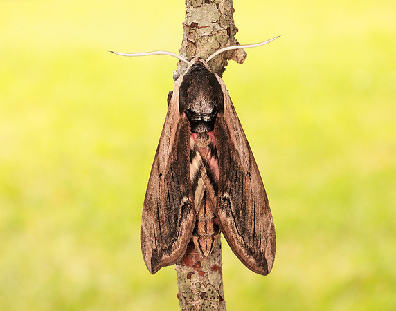 69.006 BF1976 Privet Hawk-moth Sphinx ligustri