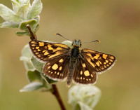 Chequered Skipper Carterocephalus palaemon
