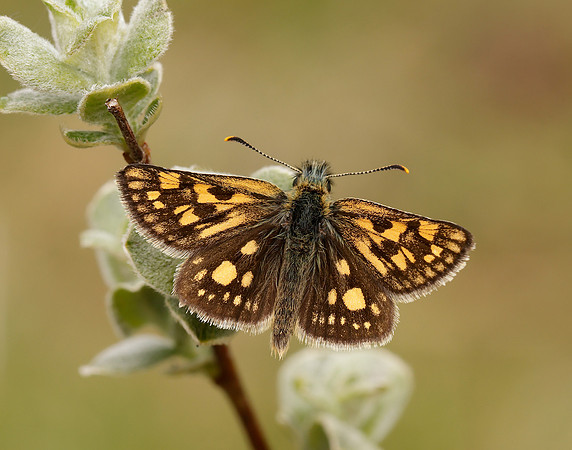 Chequered Skipper Carterocephalus palaemon