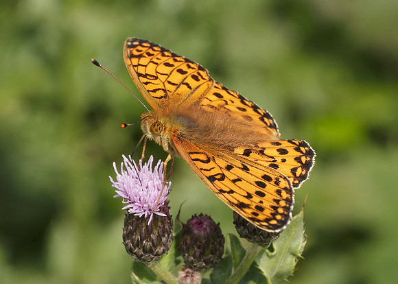 Dark Green fritillary Argynnis aglaja