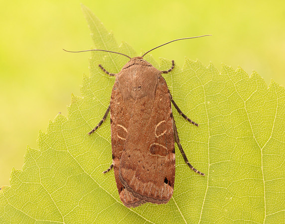 73.344 BF2108 Lunar Yellow Underwing Noctua orbona