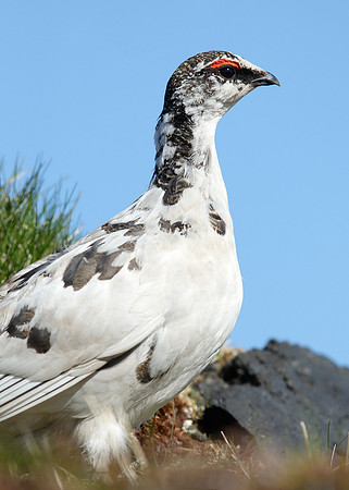 Ptarmigan Lagopus mutus