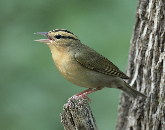 Worm-eating Warbler Helmitheros vermivorum