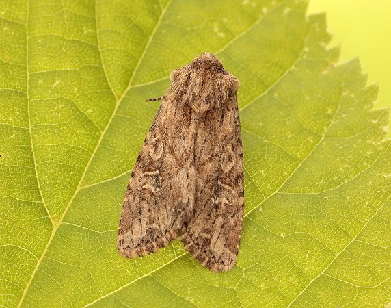 73.157 BF2333 Large Nutmeg Apamea anceps
