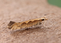 18.001 BF464 Diamond-back Moth Plutella xylostella