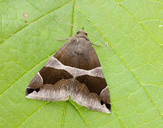 72.087 BF2460 The Passenger Dysgonia algira