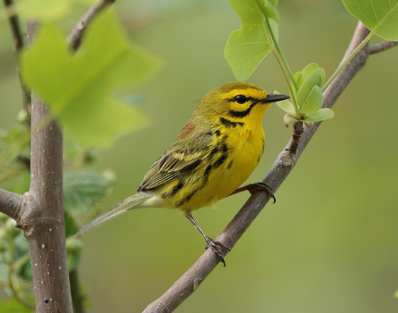 Prairie Warbler Setophaga discolor
