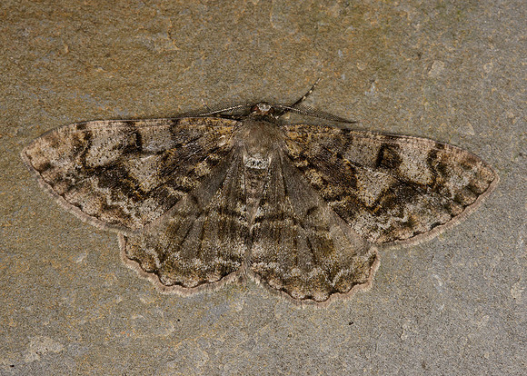 70.265 BF1941 Mottled Beauty Alcis repandata repandata