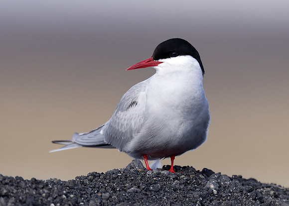Arctic Tern Sterna paradisaea