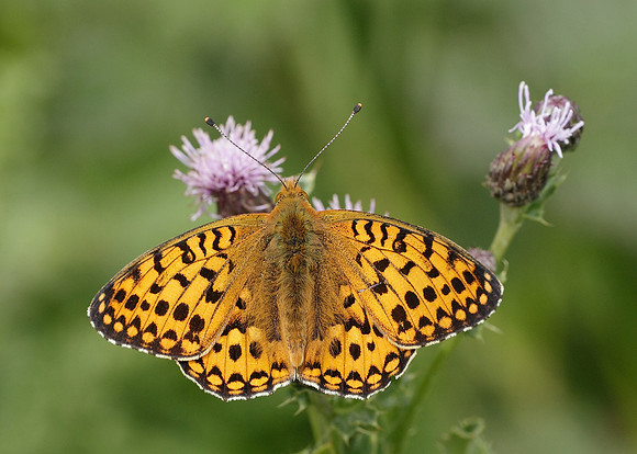 Dark Green fritillary Argynnis aglaja