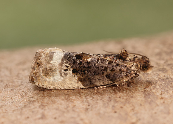 49.156 BF1083 Marbled Orchard Tortrix Hedya nubiferana