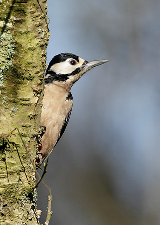 Great Spotted Woodpecker Dendrocopus major