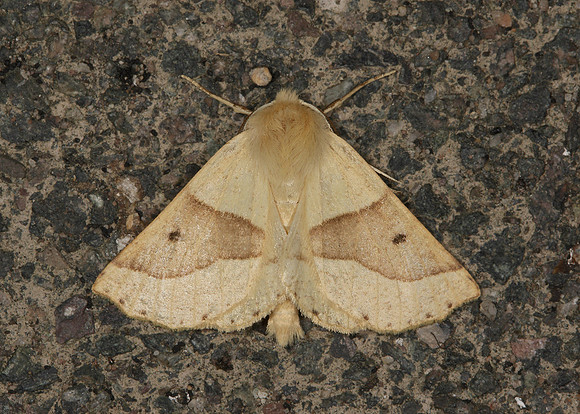 70.24 BF1921 Scalloped oak Crocallia elinguaria