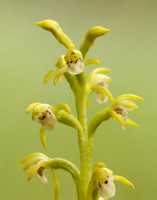 Coralroot Orchid Corallorhiza trifida