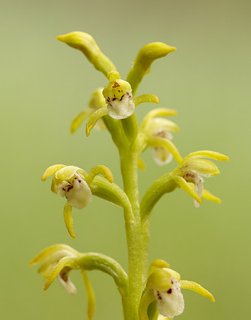 Coralroot Orchid Corallorhiza trifida