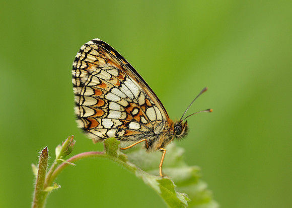 Heath Fritillary Melitaea athalia