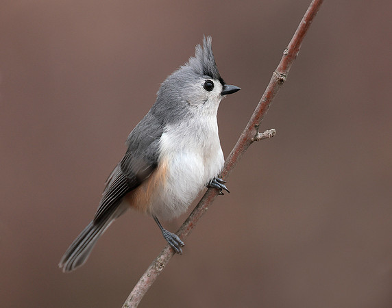 Tufted Titmouse Baeolophus bicolor