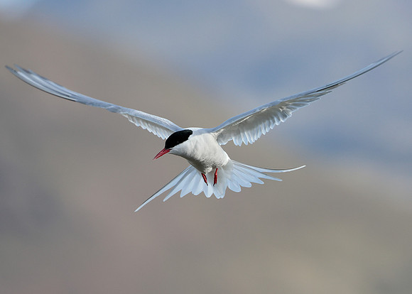 Arctic Tern Sterna paradisaea