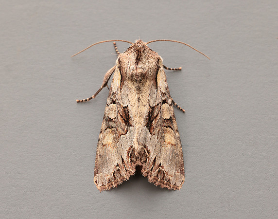 73.263 BF2157 Light Brocade Lacanobia w-latinum
