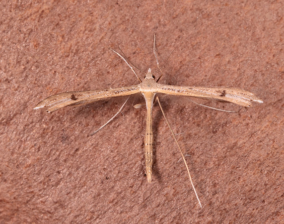 45.013 BF1508 Twin-spot Plume Stenoptilia bipunctidactyla