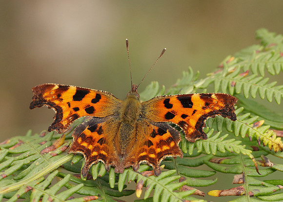 Comma Polygonia c-album
