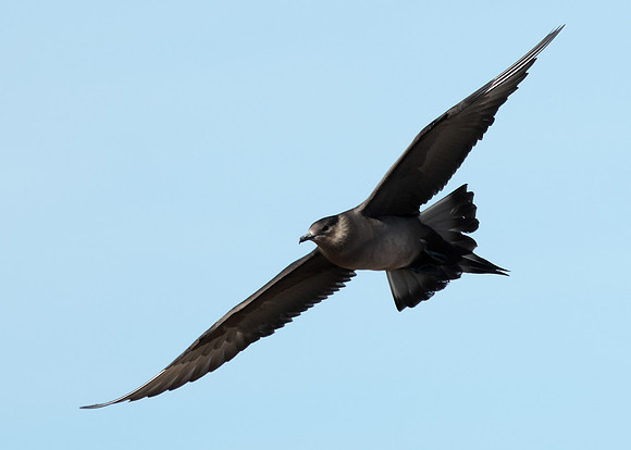 Arctic Skua Stercorarius parasiticus