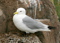 Kittiwake Rissa tridactyla