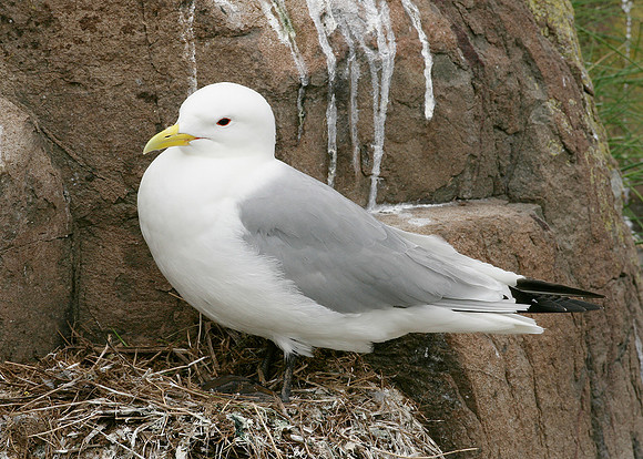 Kittiwake Rissa tridactyla