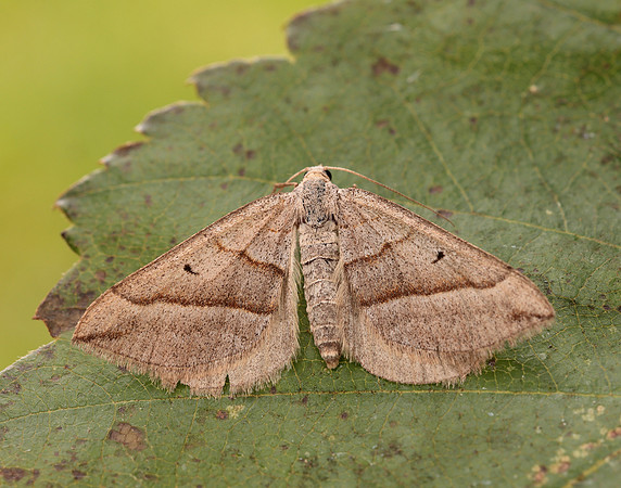 0.040 BF1733 Lead Belle Scotopteryx mucronata