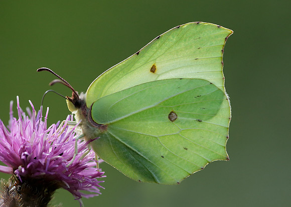 Brimstone Gonepteryx rhamni