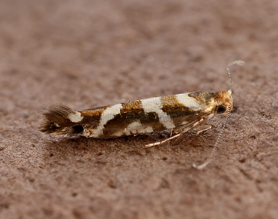 20.012 BF411 Argyresthia goedartella