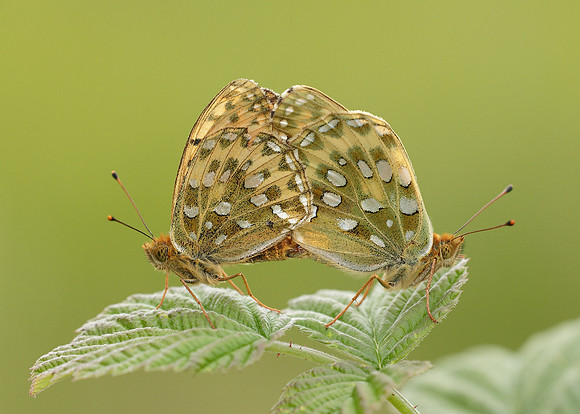 Dark Green fritillary Argynnis aglaja