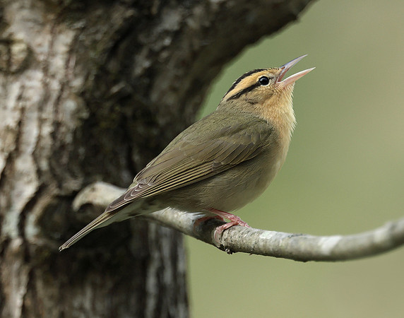 Worm-eating Warbler Helmitheros vermivorum