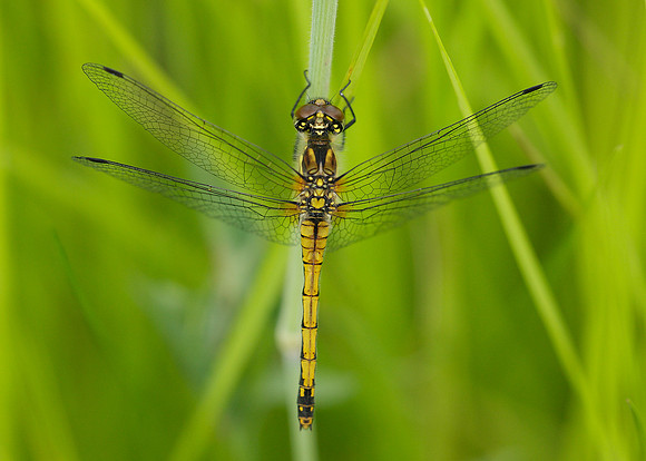 Black Darter Sympetrum danae